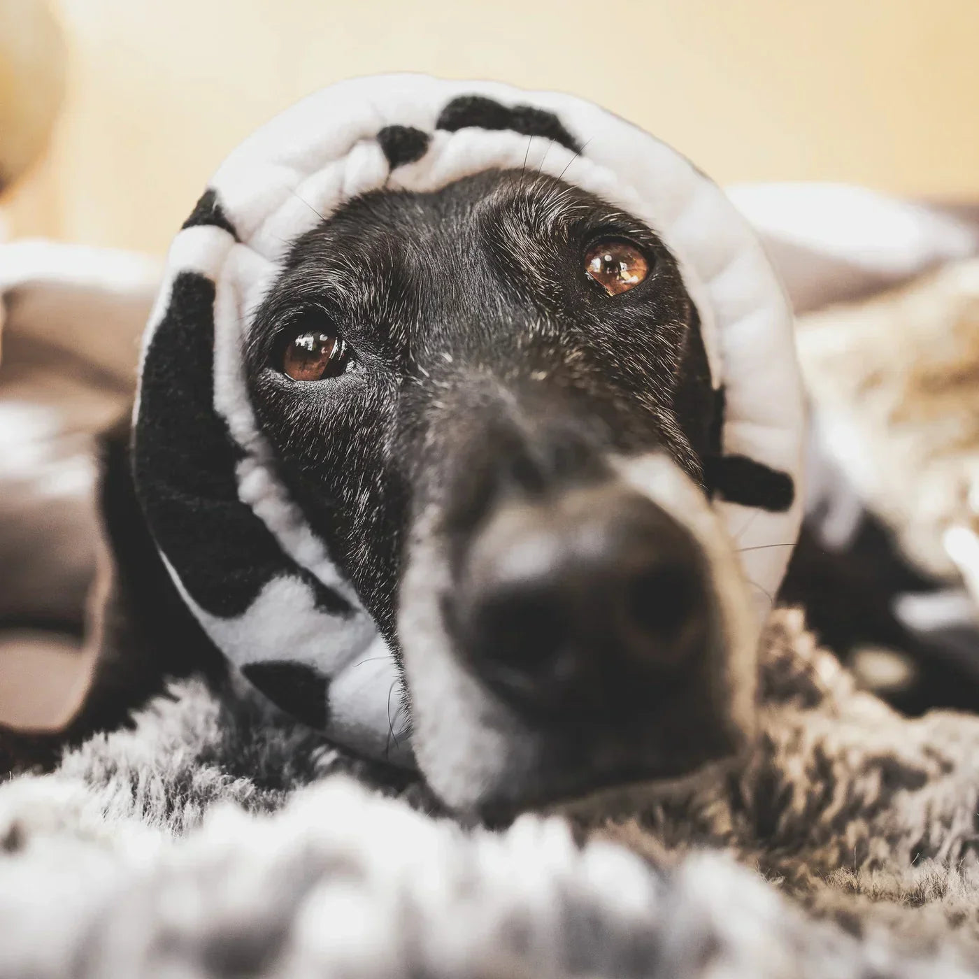 Perros y miedo a los fuegos artificiales | Cómo ayudarles y reducir el estrés