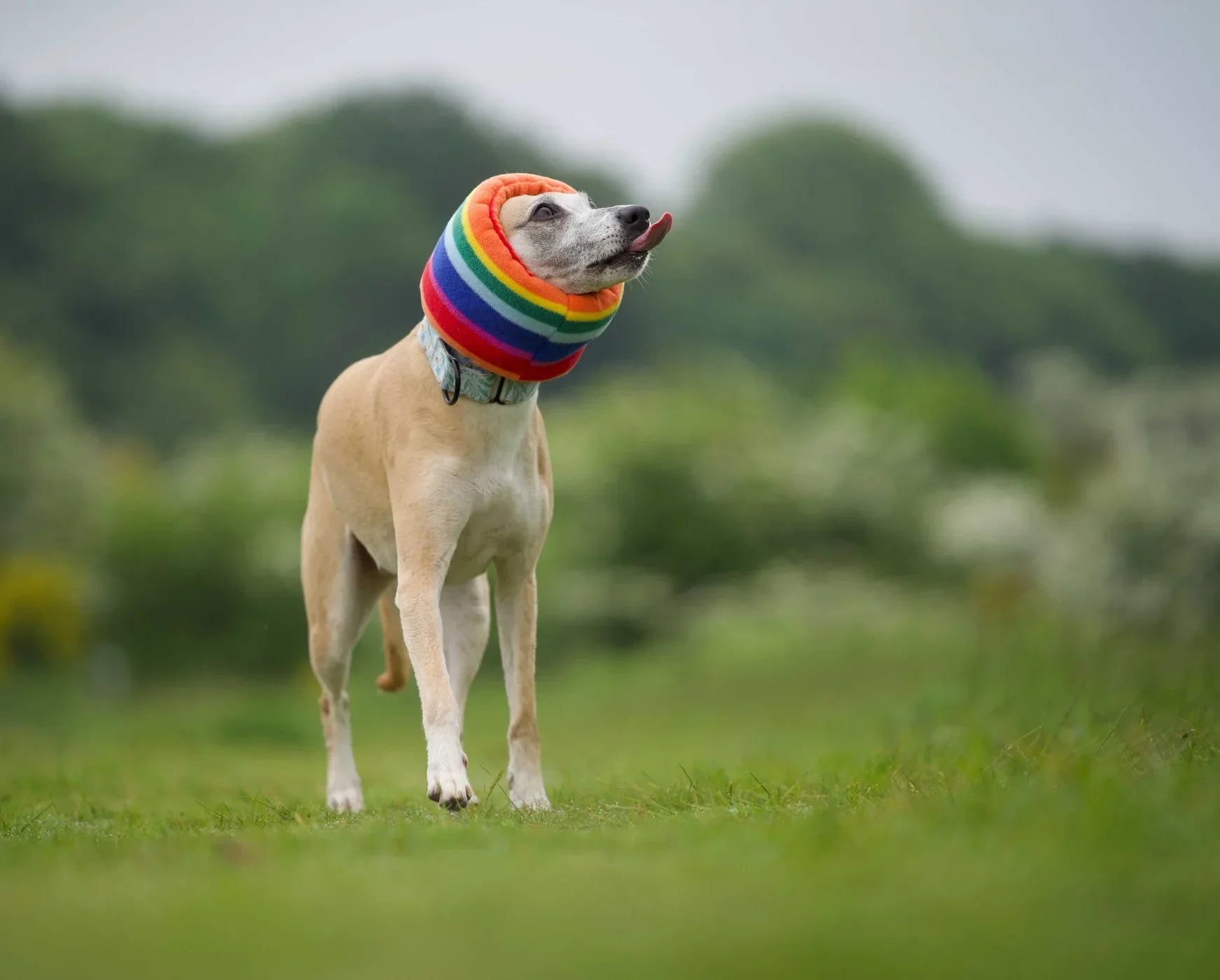 Hush Muff™: Cómo reducir el ruido y calmar a tu perro ante fuegos artificiales y tormentas