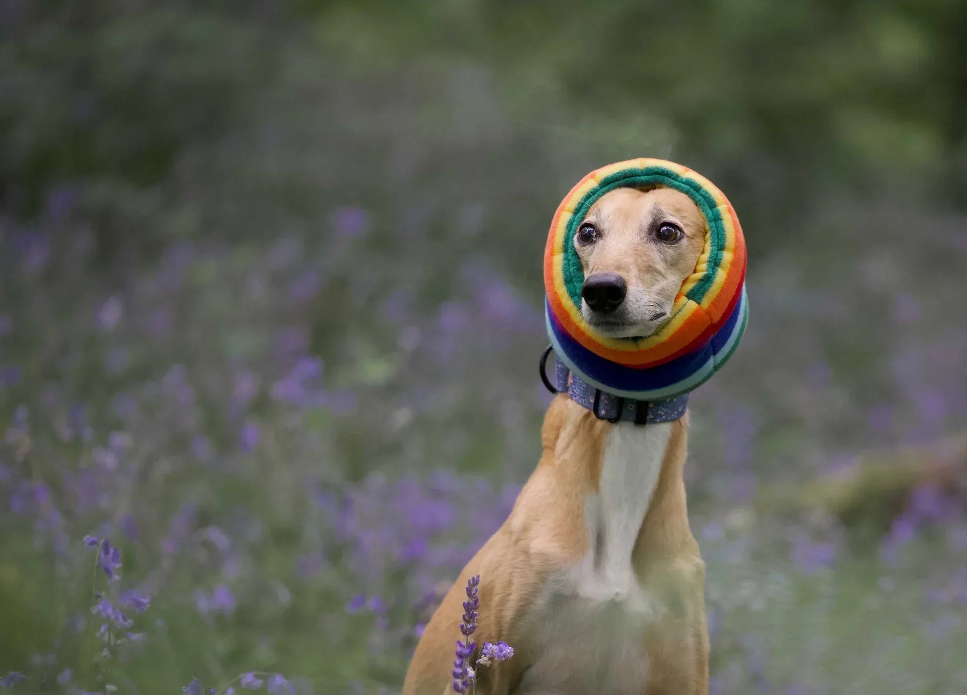 Cómo calmar a tu perro: Lick Mat, masticadores y Hush Muff