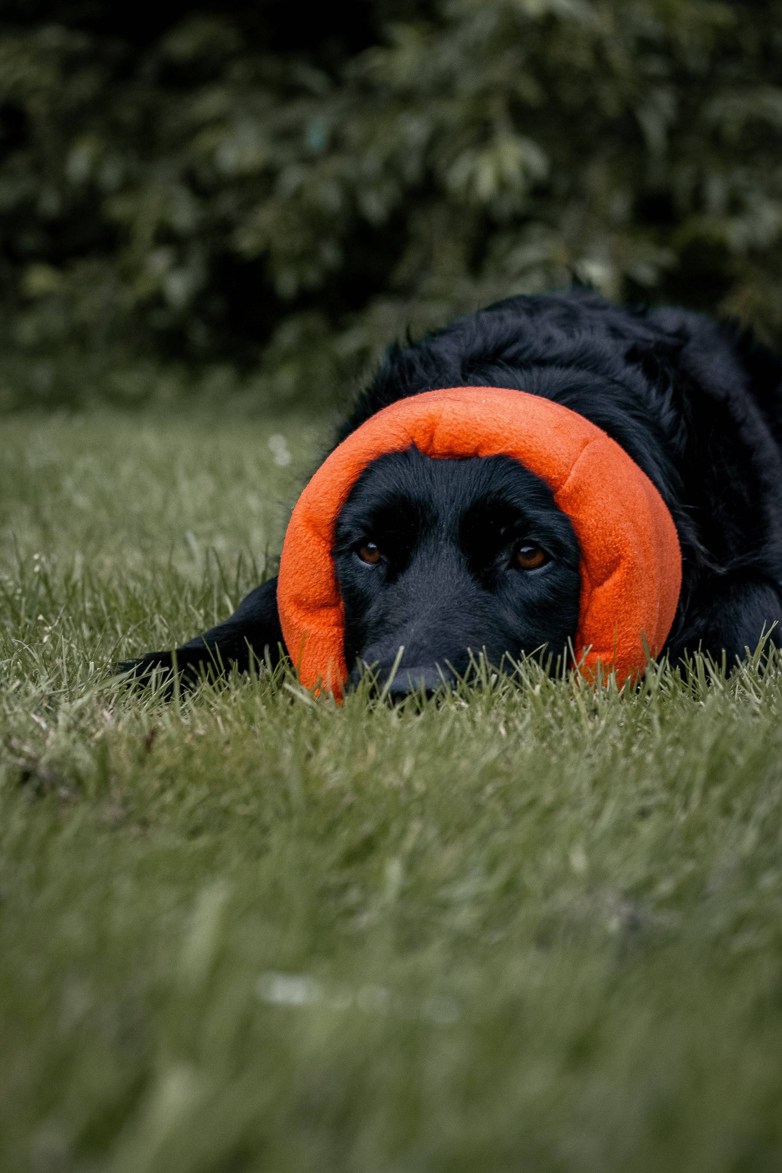 Hush Muff - Protección contra el ruido y el estrés - Naranja Neon