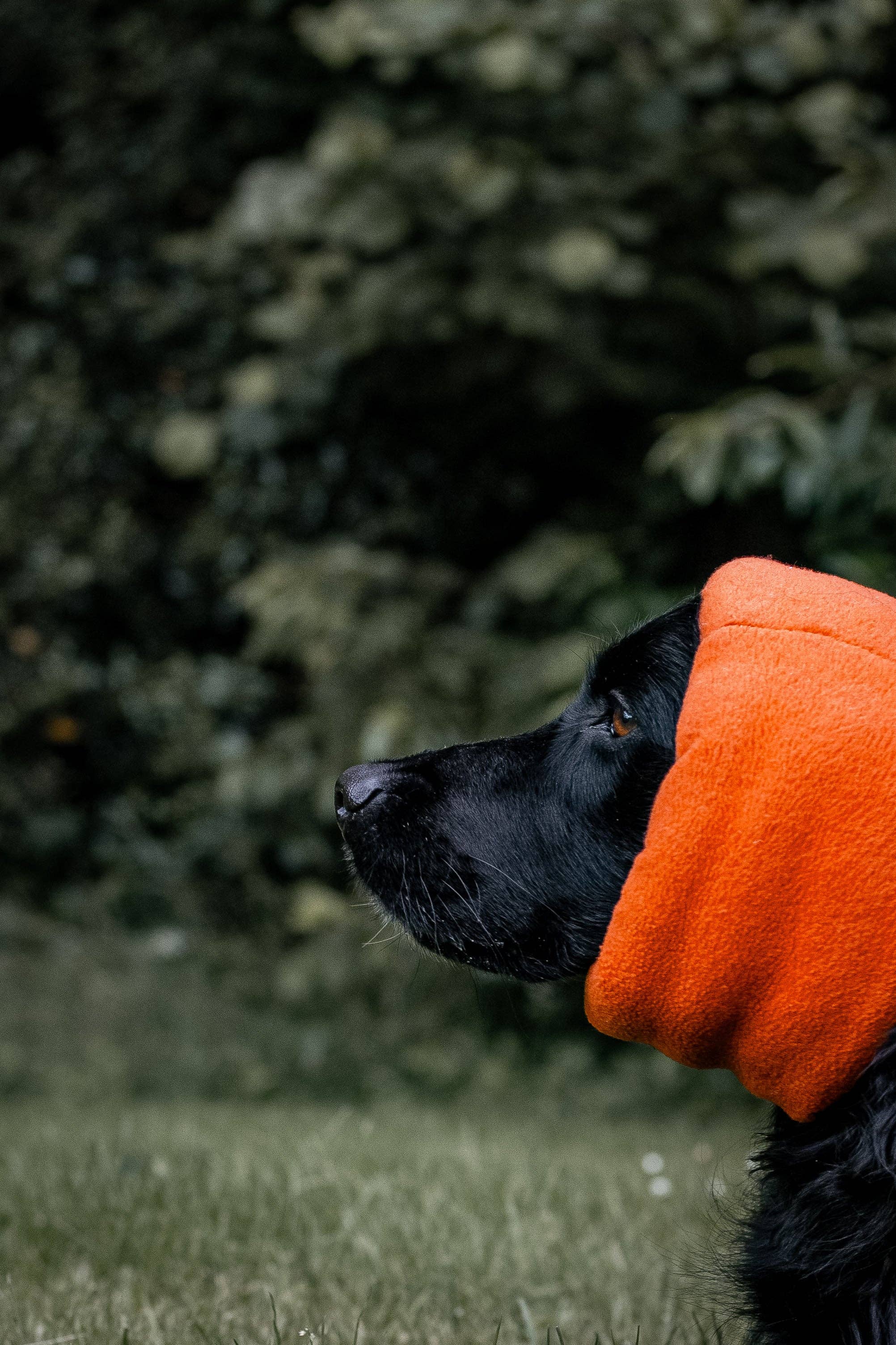 Hush Muff - Protección contra el ruido y el estrés - Naranja Neon